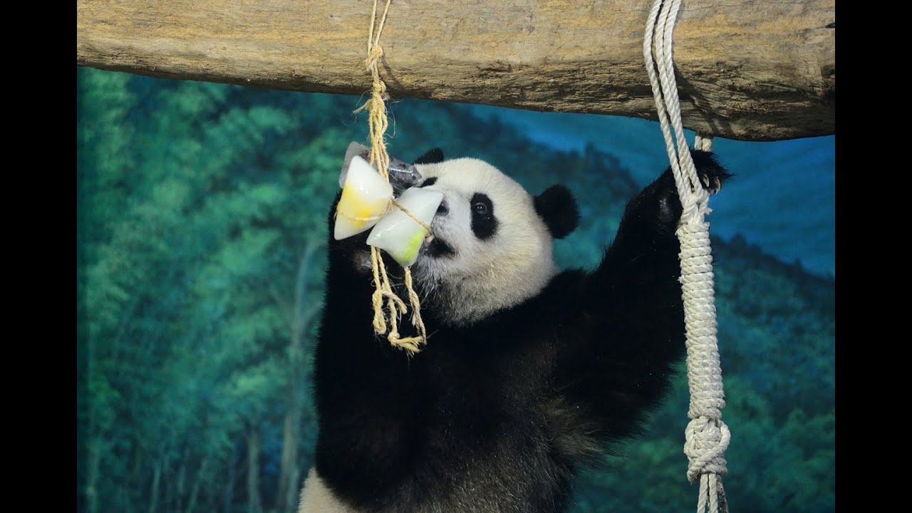 【端午佳節】涼涼過端午 大貓熊萌吃水果冰粽