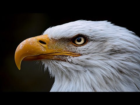 Eagles - The Bird of Prey in the Air / Documentary