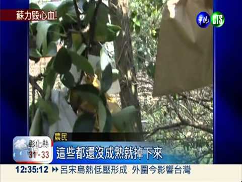 高接梨.紅棗全泡爛 苗栗農損破億