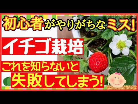 園芸 菜園で野菜を収穫する楽しみ