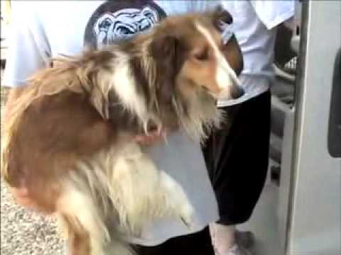 Hearts United for Animals