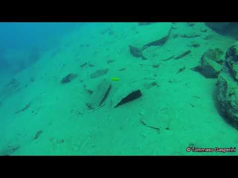 Maylandia zebra Gold a Lion's Cove