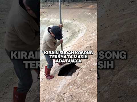 Menemukan buaya kabur dibawah jalan