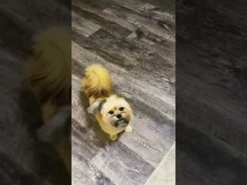 Dilan di gal || Satinder sartaaj || playing | dog || Shihtzu || dog breeds #nikki #doglover #shihtzu