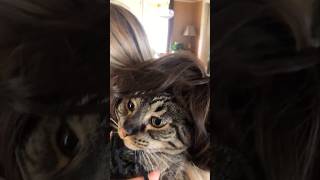 #cat #cute #catvideo #cutecat #funnyvideo #funny #pets