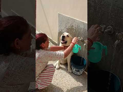 Jerry taking bath with mummy in hot summers😅 #jerry #labrador #doglovers #cutedog