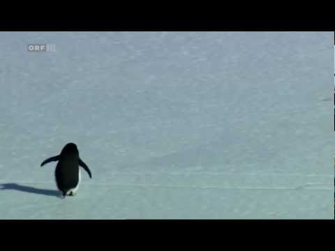 Antarctic penguins heading toward death in 'Begegnungen am Ende der Welt' (2007)