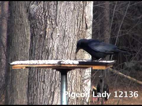 Crow Eating on Feeder