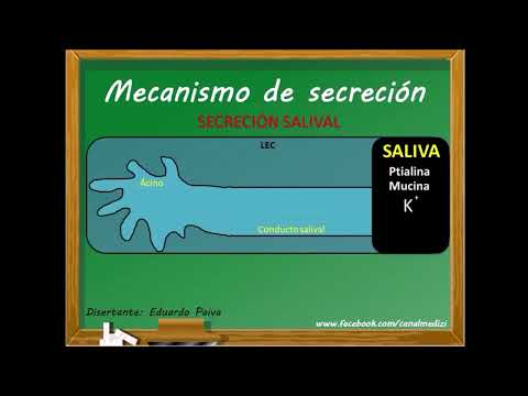 Clase 48 Fisiología Gastrointestinal   Secreción Salival Trim