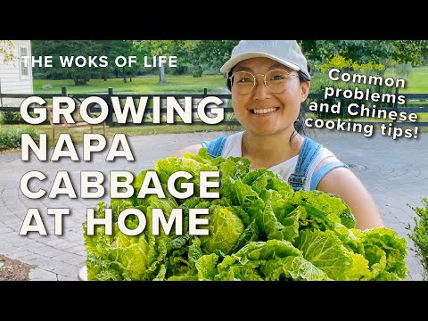 Growing Napa Cabbage at Home - Common problems & Chinese cooking tips! | The Woks of Life