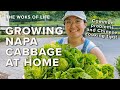 Growing Napa Cabbage At Home Common Problems Chinese Cooking Tips The Woks Of Life