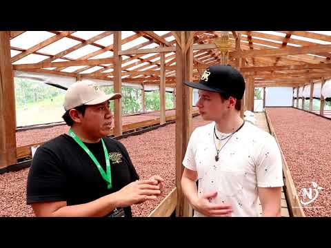The Cacao Post Harvest (Fermentation and Drying) Process At Mahogany Chocolate