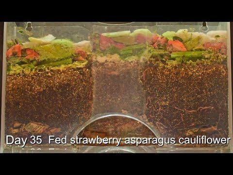 Worm Farm Cocoon Nursery 70-Day FULL Time-lapse - African NC Red Wiggler Euro NC vermicomposting