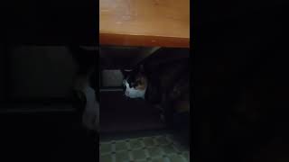 白猫と私に警戒中のネコさん。 #猫 #shorts