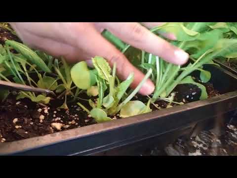 Harvest Arugula and regrow in days