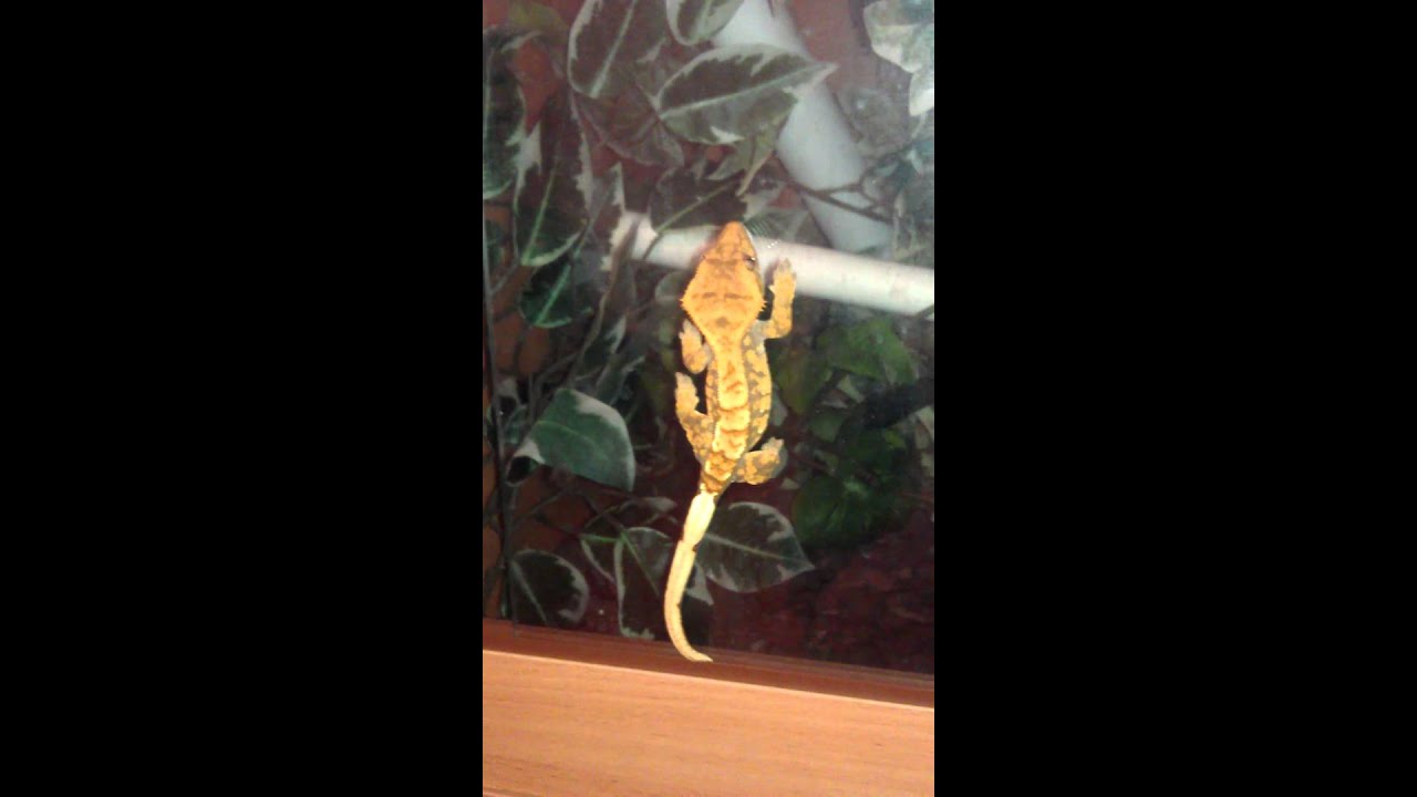 Watch video Harley the crested gecko. Glass climb fail. Now Harley the crested gecko. Glass climb fail.