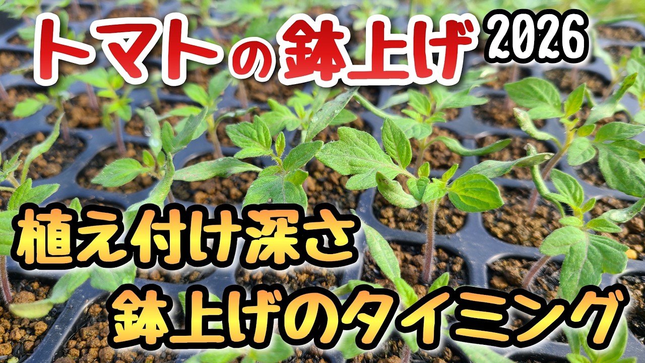 【トマト】鉢上げ時のポイント(タイミング、ポットの大きさ、植け付け深さ等)