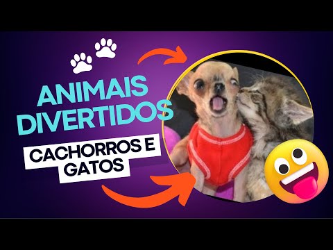 ANIMAIS ENGRAÇADOS 2023 🐾| CACHORROS E GATOS DIVERTIDOS 😁