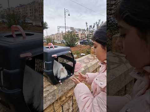 انخطفت قطة أميرة #أماني_فاميلي #أمورة #فاميلي