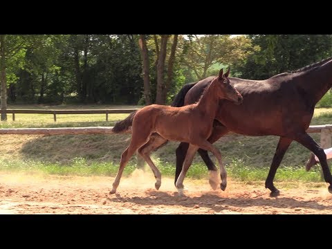 KN 29 Dollar Girl Sf v. Don Index - Brentano II