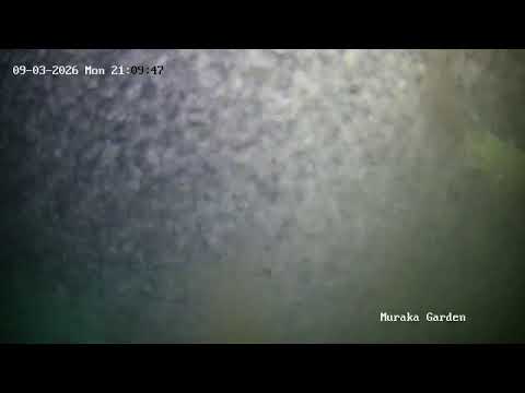 Underwater Fish – Muraka Garden, Maldives