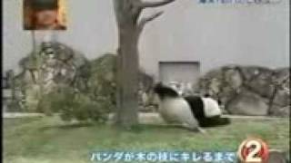 true Kung Fu Panda3gp
