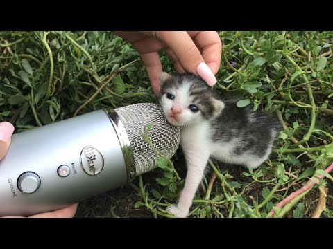 Please Enjoy The Dulcet ASMR Sounds Of A Cat For One Minute Straight