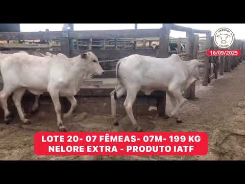 LOTE 20- 07 FÊMEAS- 07M- 199 KG 
