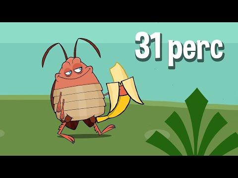 Állatos Dalok Válogatás 3.✩ KerekMese 2022 | ★ 31 perc | Állatos dalok a KerekMesétől