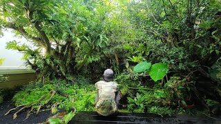 AMAZING!!!Ada hutan untuk habitat burung didalam rumah!!!