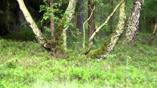 preview picture of video 'Boommarter  (Martes martes)  tussen de bosbesin Govelin (Göhrde)'