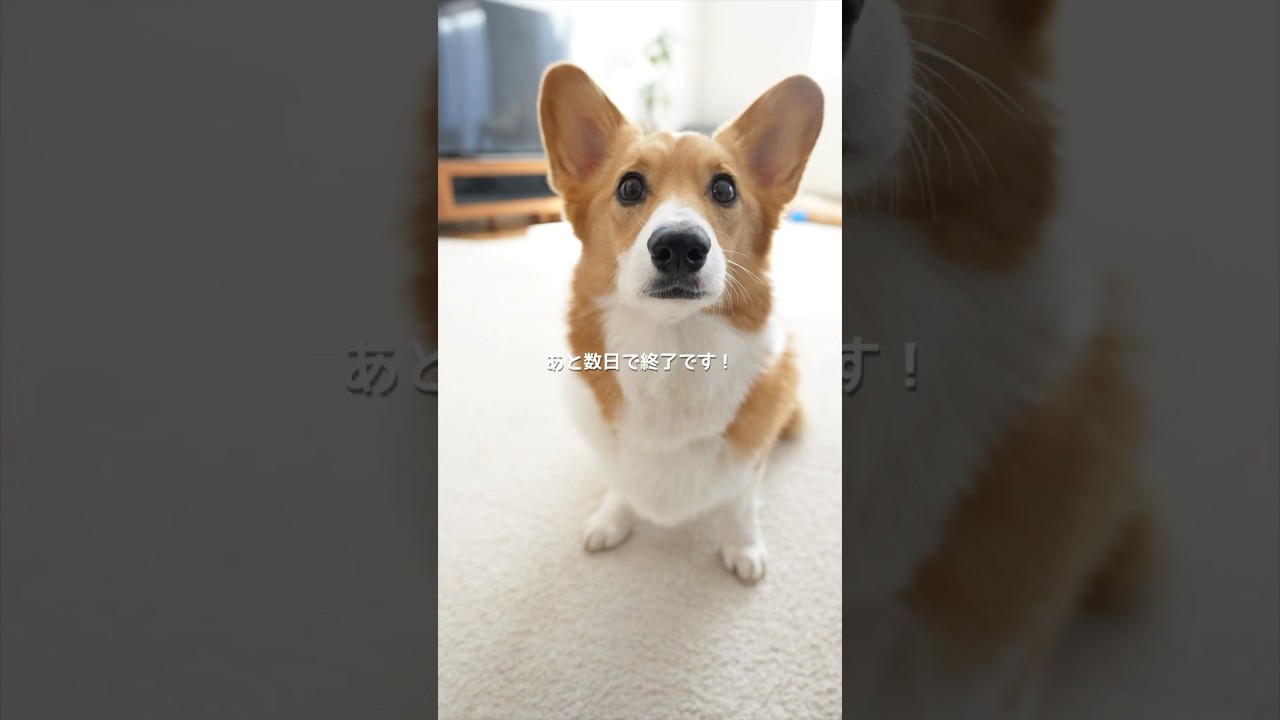 3月30日まで｜KANGOLコラボ終了します🐾