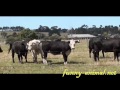 Cow Pooping 奶牛从容走入镜头便便