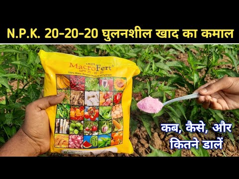 NPK 20-20-20 fertilizer use in hindi || 20 20 20 घुलनशील खाद