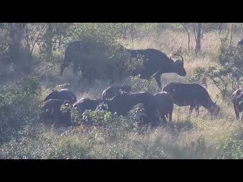 Djuma: Buffalo herd feeding across dam-some also get a drink - 08:06 - 05/21/2023