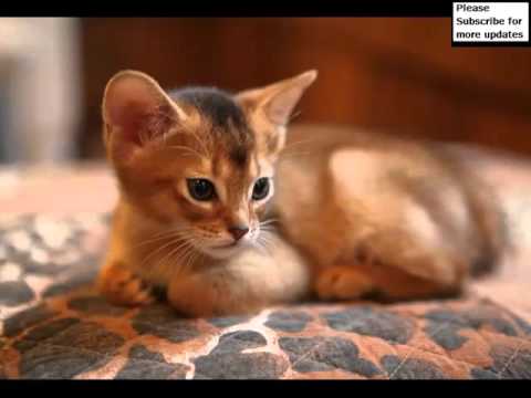 Ruddy Abyssinian Cat | Cat Picture Collection