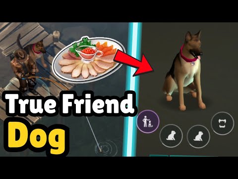 This is How You Get a TRUE FRIEND DOG