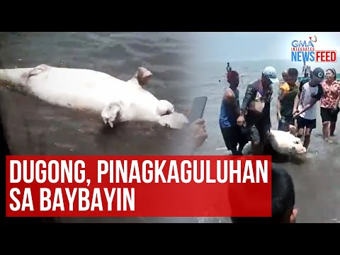 Dugong, pinagkaguluhan sa baybayin GMA Integrated Newsfeed