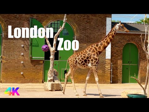 London Zoo 2025 London Walking Tour 4K 🦍 🦒 