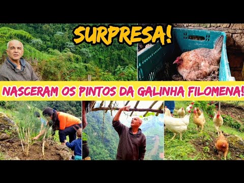 SURPRISE! MORE CHICKS WERE BORN ON THE FARM!