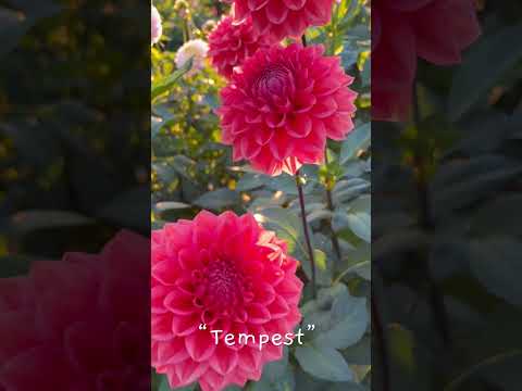 фото георгин tempest 0