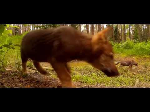 Przyroda w pigułce #6 Wilczki