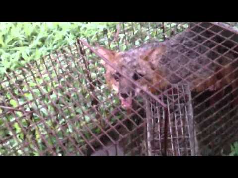 Live bait Works - how to catch a fox