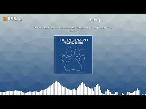 Chewing and Destructive Behavior: Why Dogs Destroy Things and How to Stop It