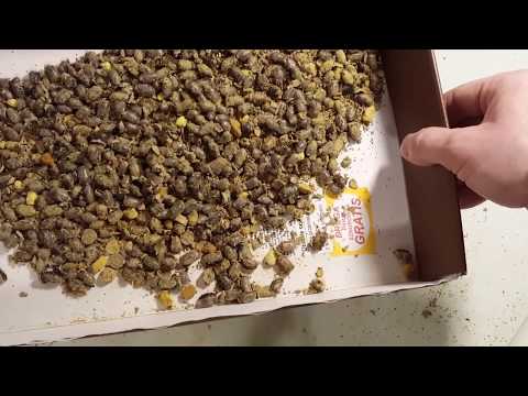 Osmia rufa - murarka ogrodowa - mój sposób na formatki.