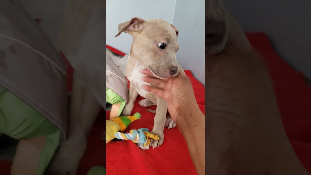 Enlarge Brynn, an adopted mixed breed in Detroit, MI video 2/6