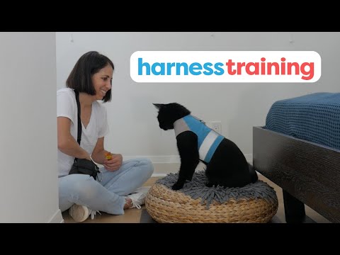 How To Harness Train Your Cat