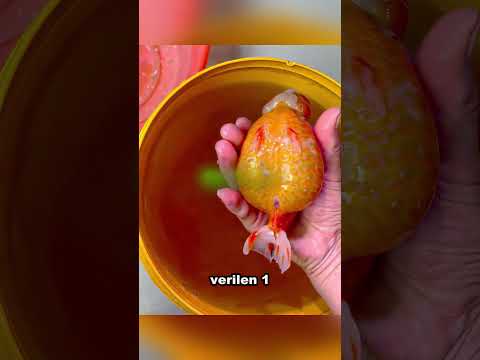 Şişen Karnıyla Mücadele Eden Japon Balığının İyileşme Hikayesi#shorts