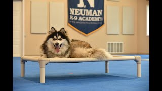 Norman (Pomsky) Puppy Camp Dog Training Video Demonstration