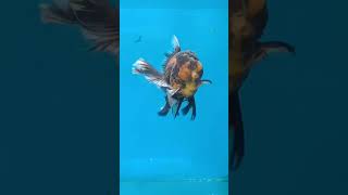 Download lagu tiger kirin mp3